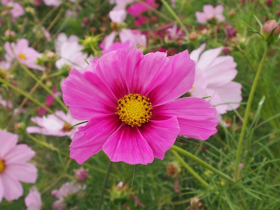 Nature Flower Summer