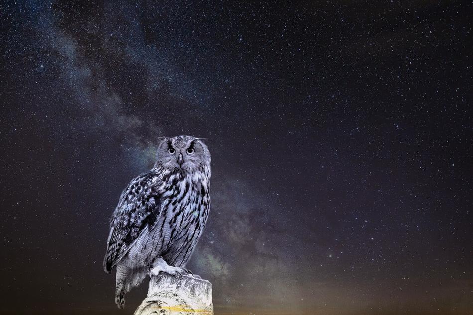 Nature Night Bird