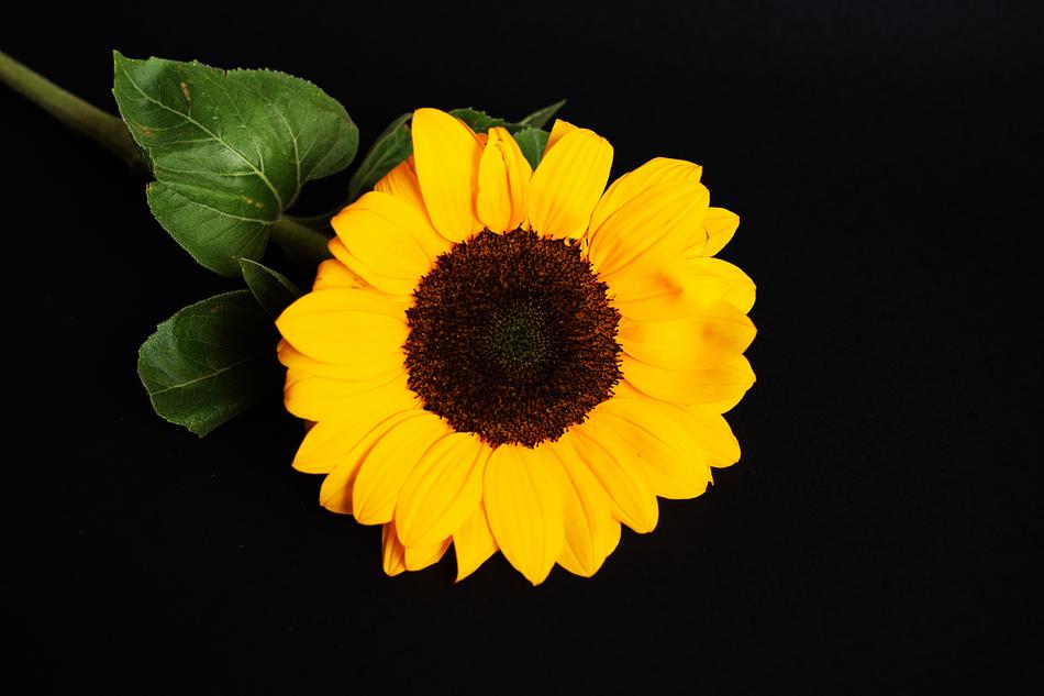 Sunflower Yellow Black Background