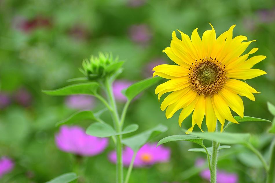 Nature Plant Flower