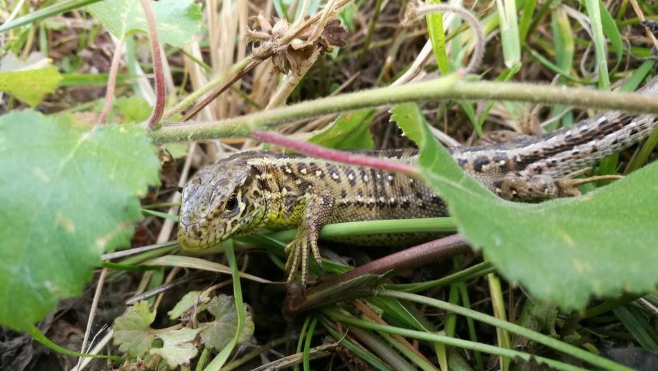 The Lizard Forest Reptiles