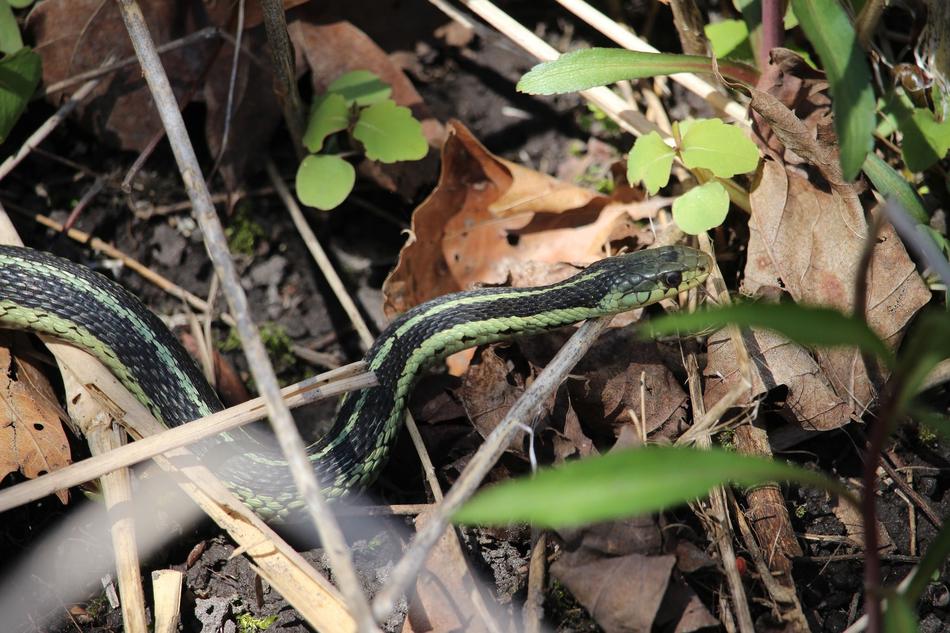 Snake Nature Reptile