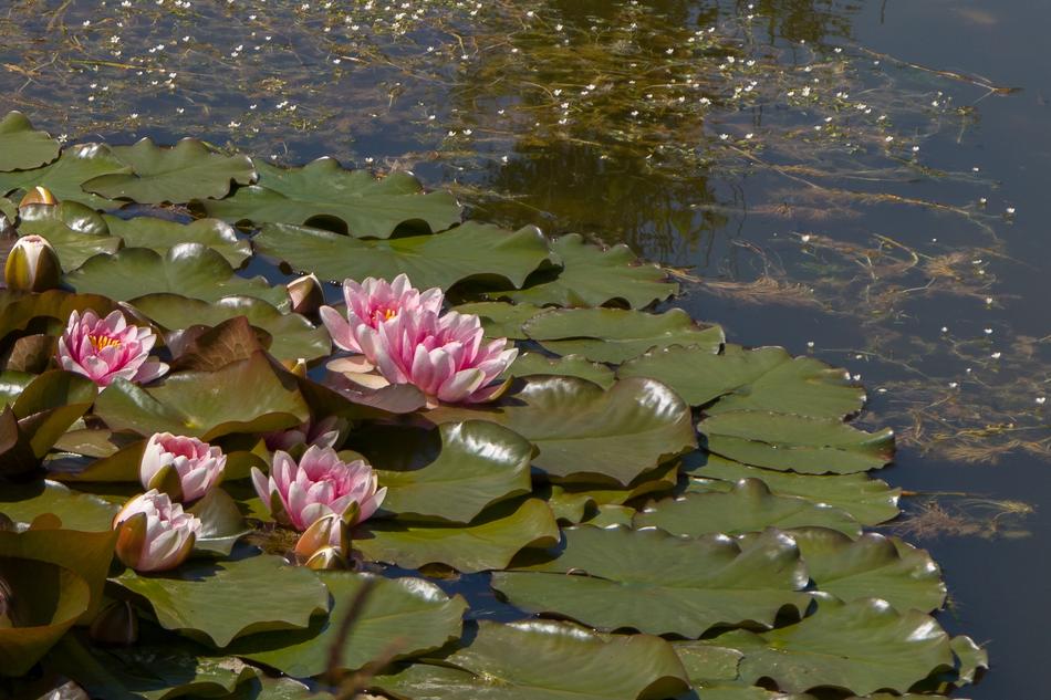 Pond Bloom Water Flower