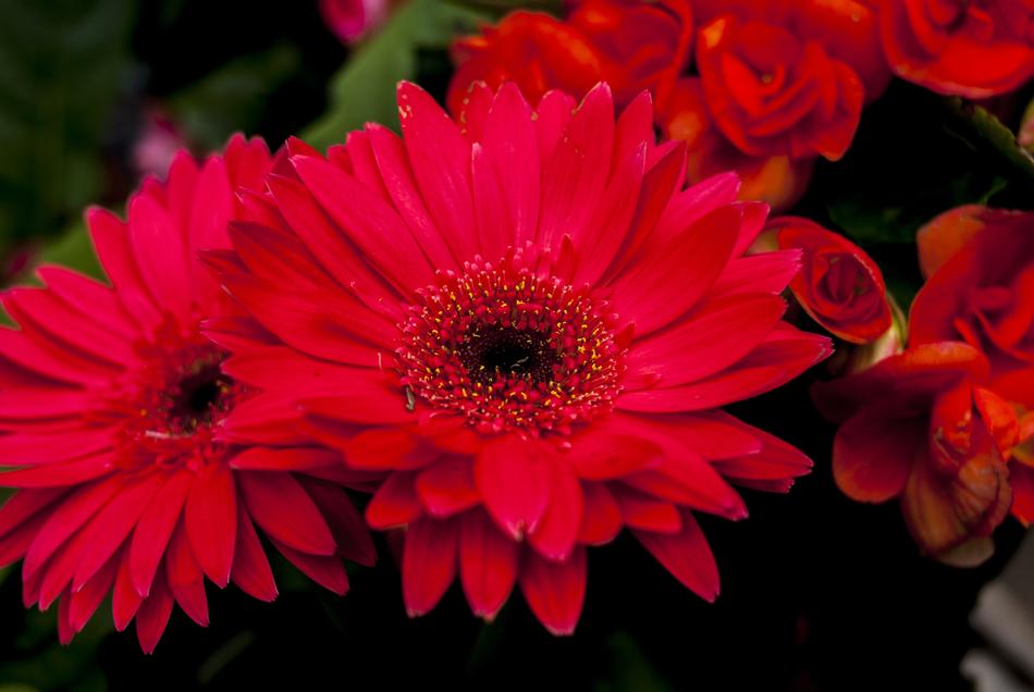 Flower Foreground Nature Plant