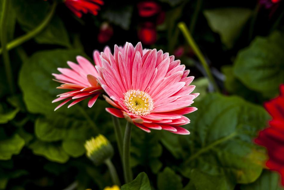 Beauty Flower Nature