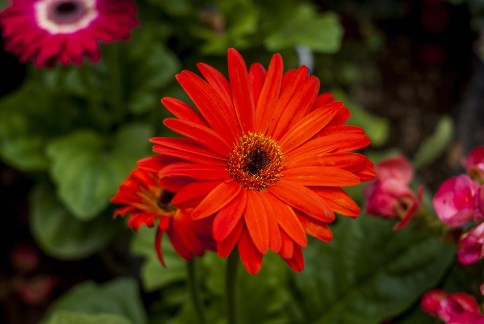 Flower Plant Nature
