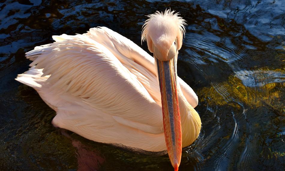 Pelikan Bird Bill