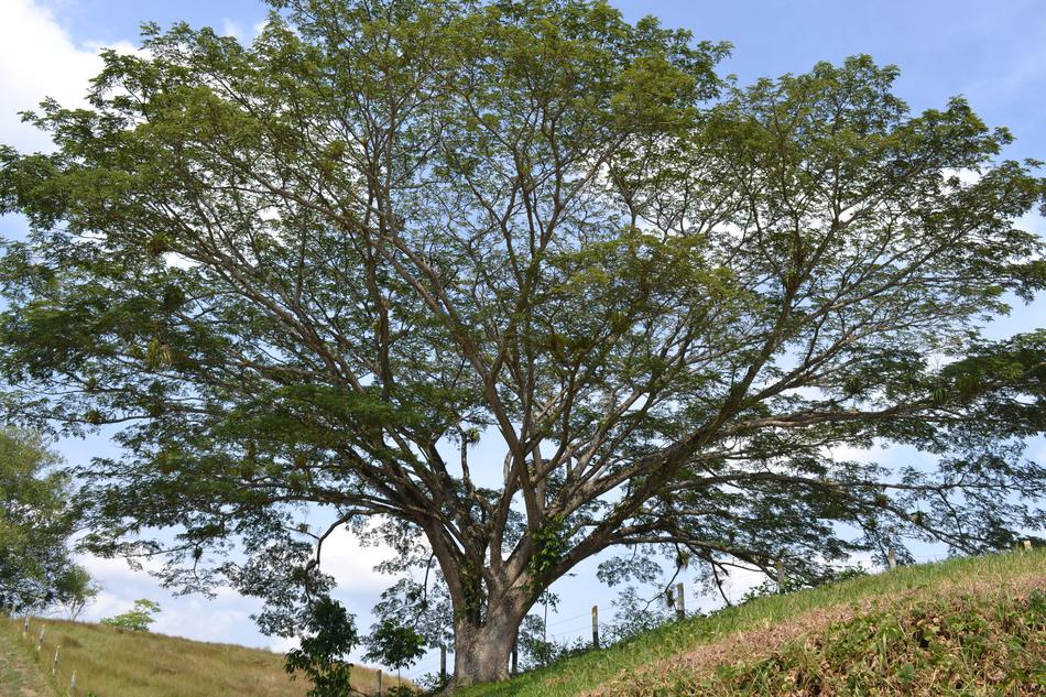 Tree Nature Plant Green