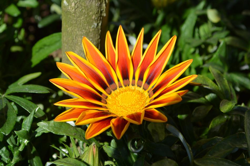 Flower Blossom Bloom Yellow