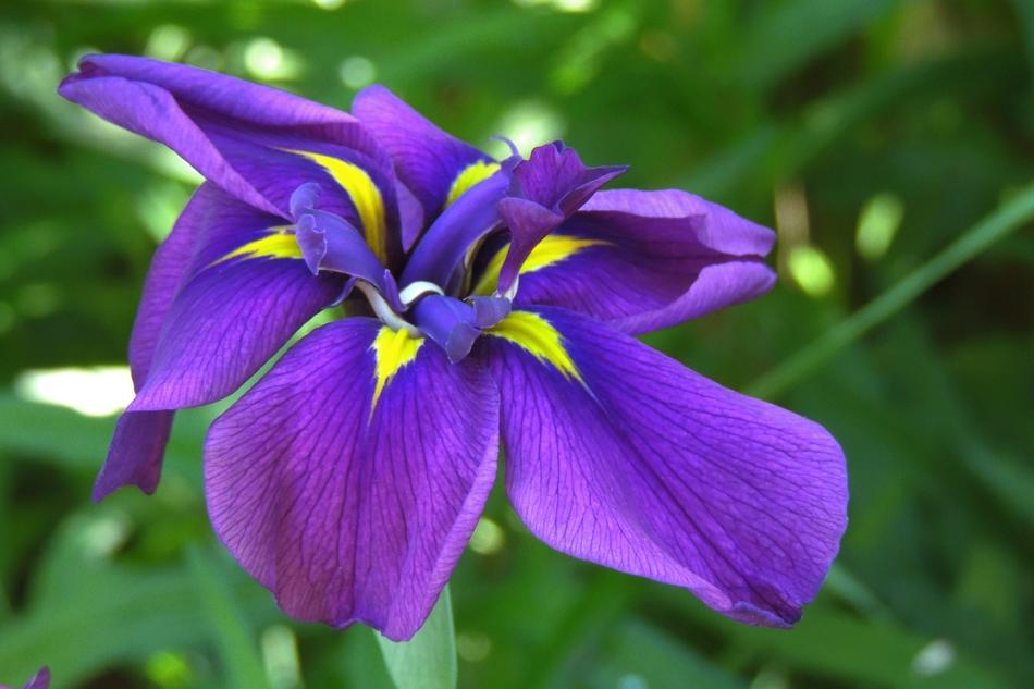 Iris Botanical Purple