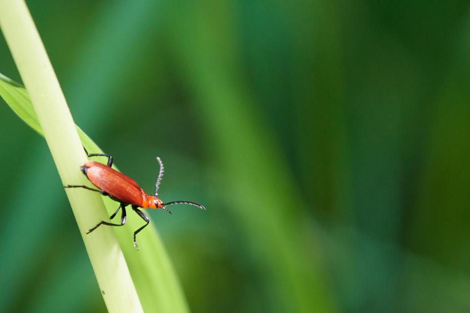 Beetle Grass Nature