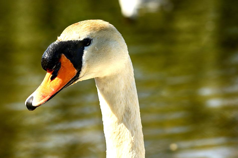 Swan Lake Nature