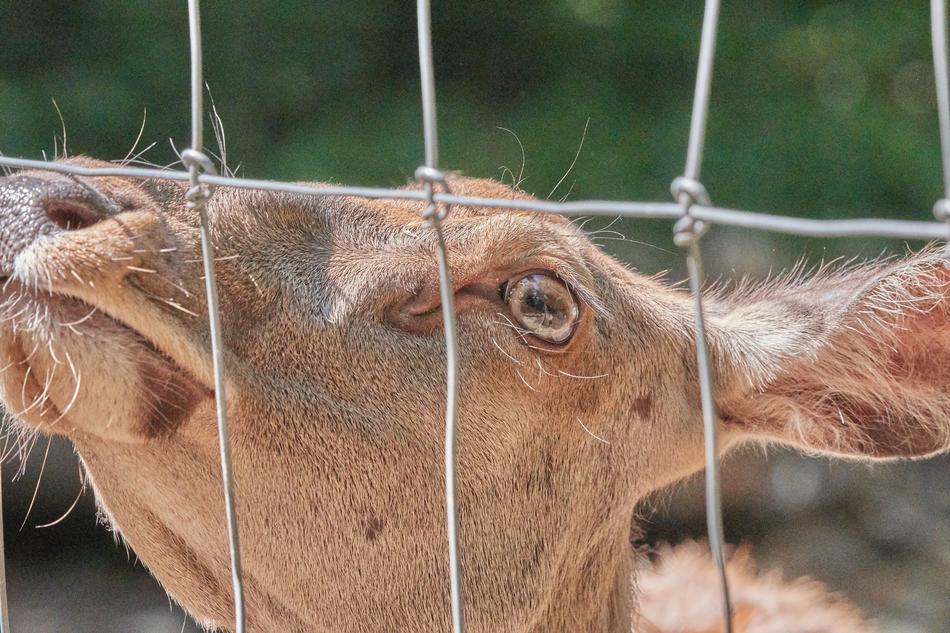 Roe Deer Fence Wild
