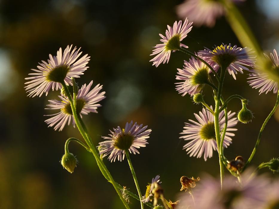 Daisy Flower Daisies