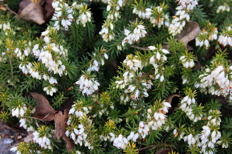 Heather Erica Flower