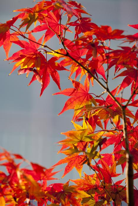 Autumn Leaves Red