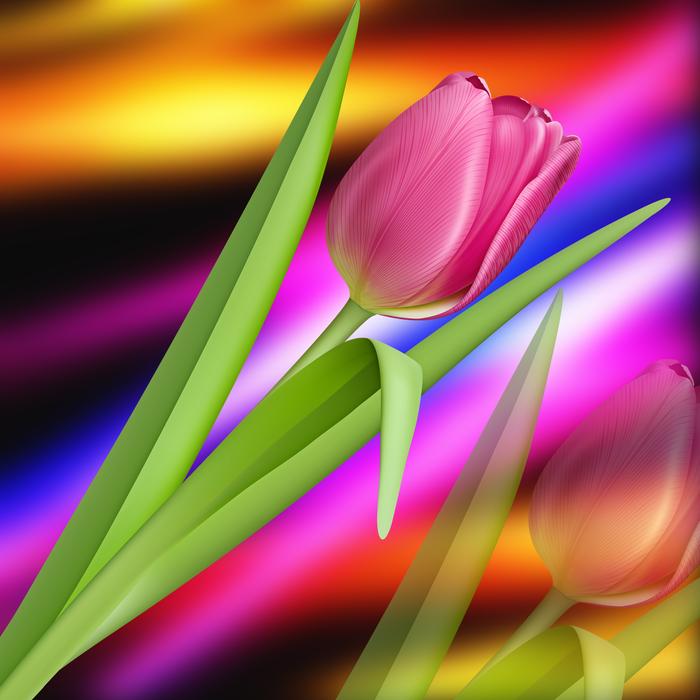 nature tulip colors tulip pink
