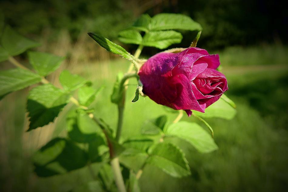 Rose Flower Nature
