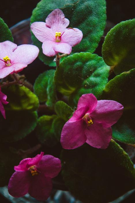 Green Flower Nature