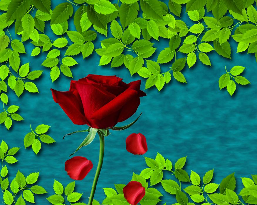 Red Rose Rosa Flower Green