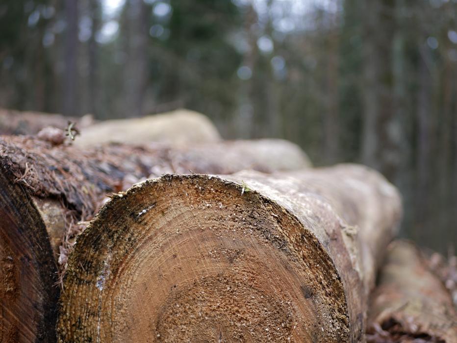 Tree Wood Tribe