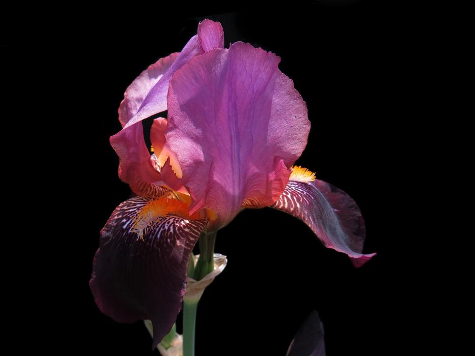 Bearded Iris Red Flower Purple