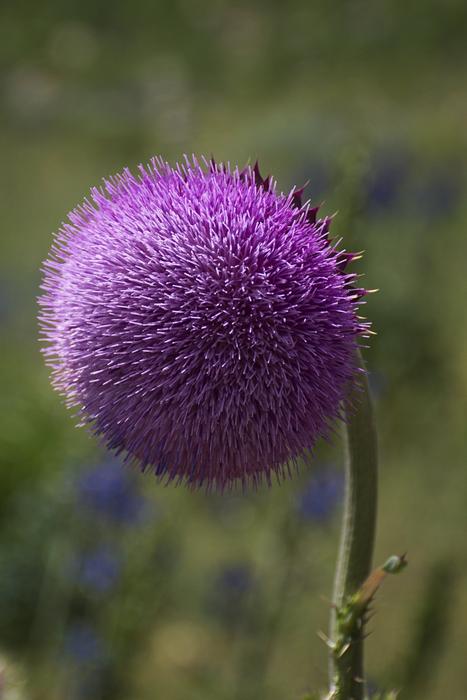 Nature Flower Flora