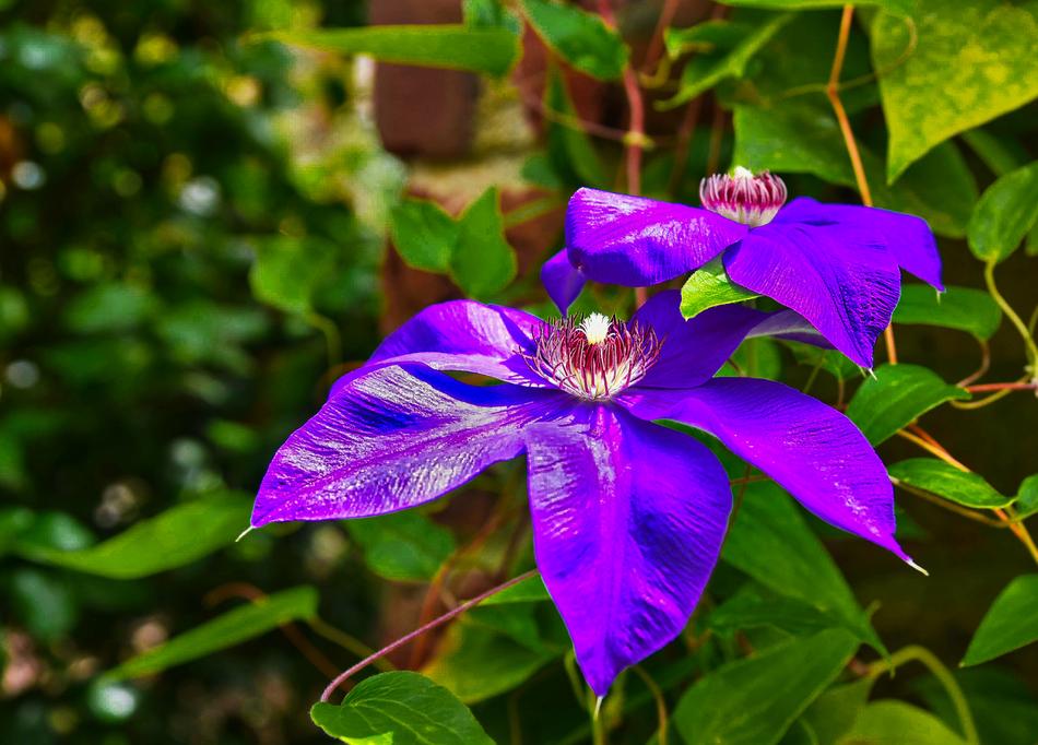 Flora Nature Flower