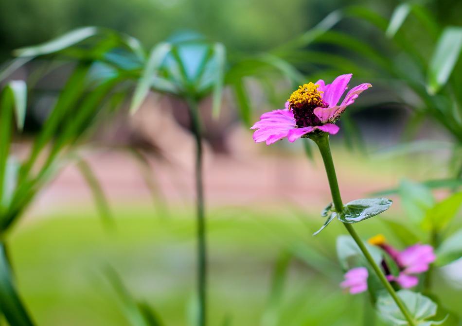 Flower Pink Flowers
