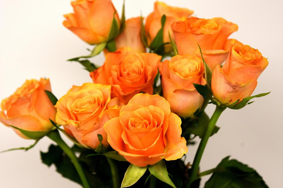 Roses Flowers Blossom