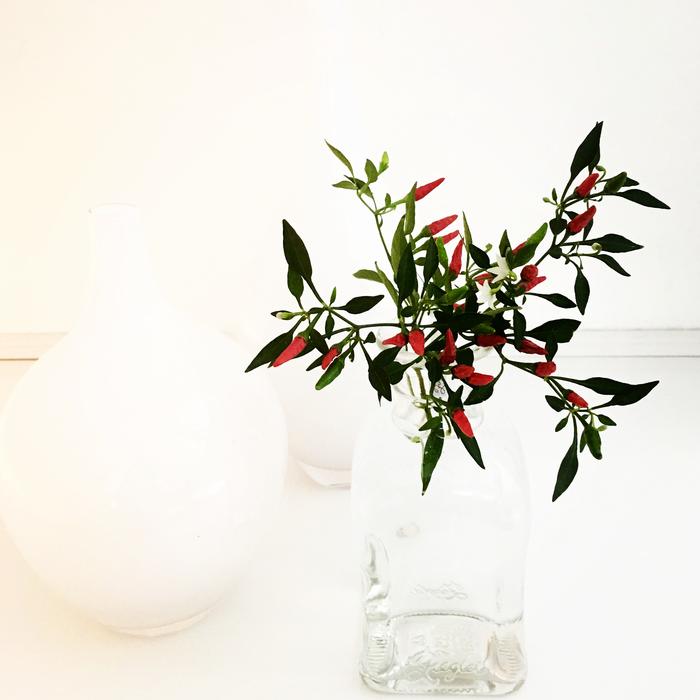 Plant White Hell