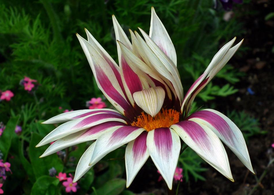 big plant in the garden