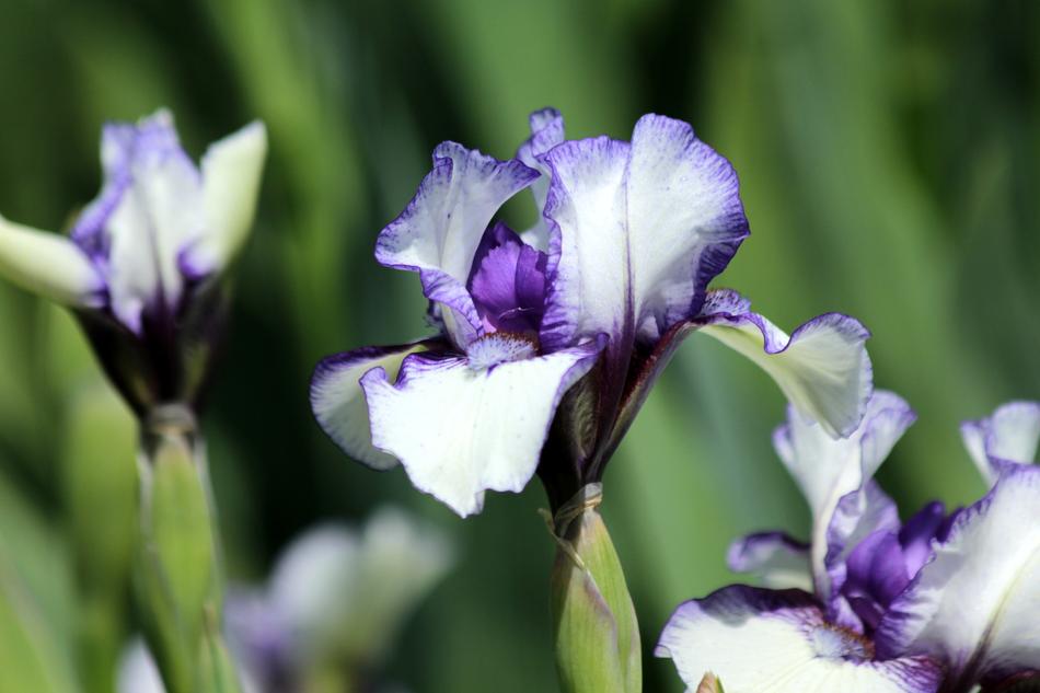 Iris Flower Spring Flowers