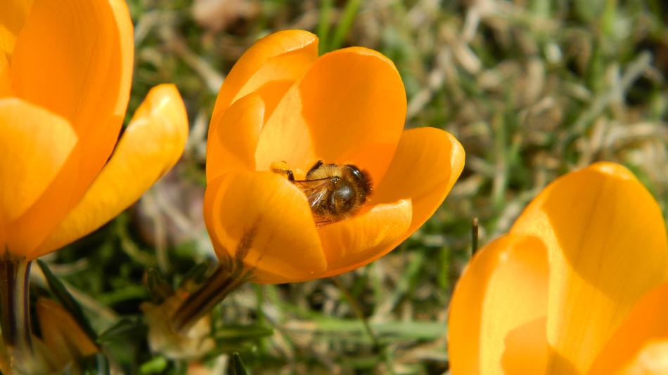 Crocus Yellow Flower