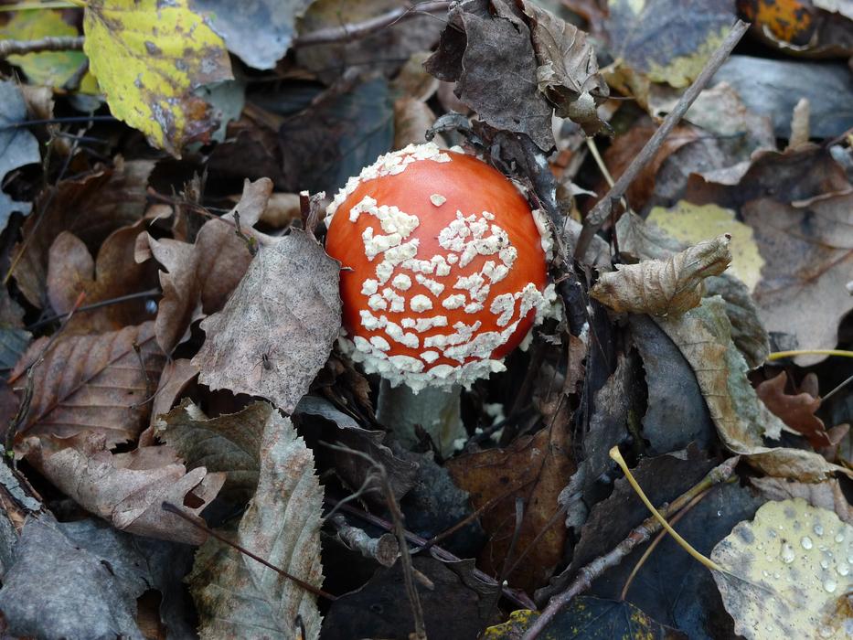 Fungus Amanita Nature