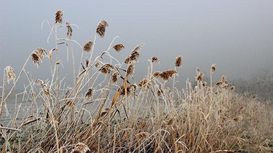 Nature Field Grass