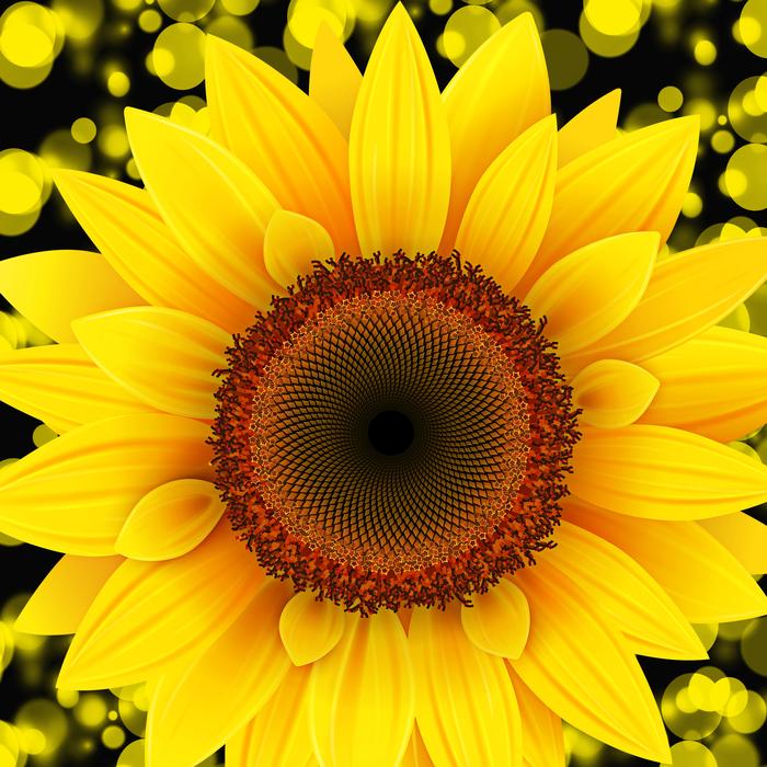 nature flower plant summer petal