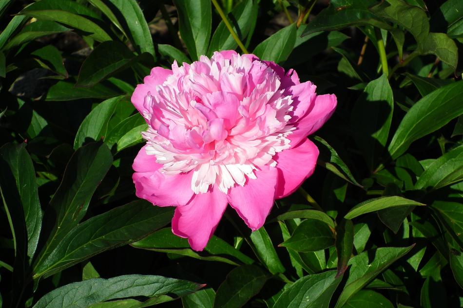 Flower Peony Pink