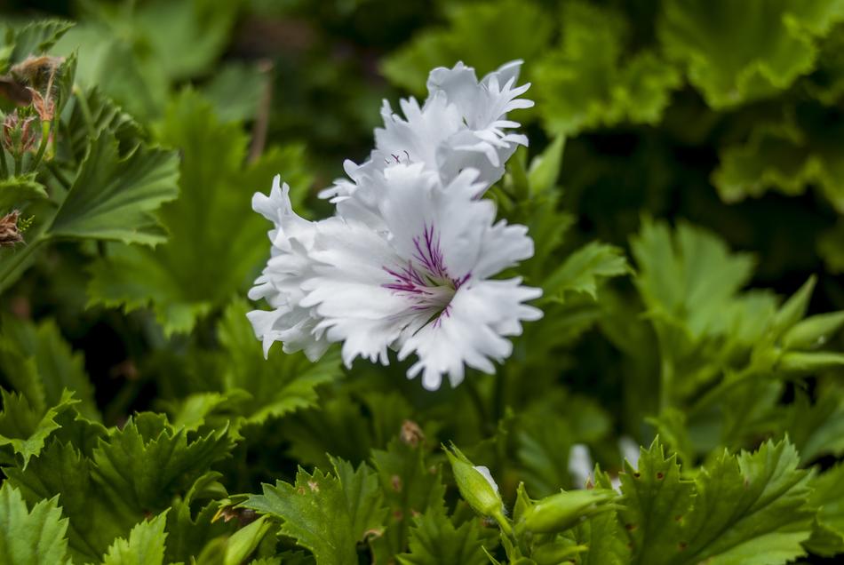 White Flower Plant Nature