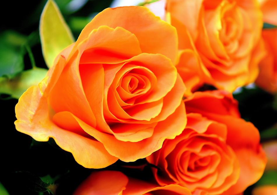 Roses Flowers Blossom