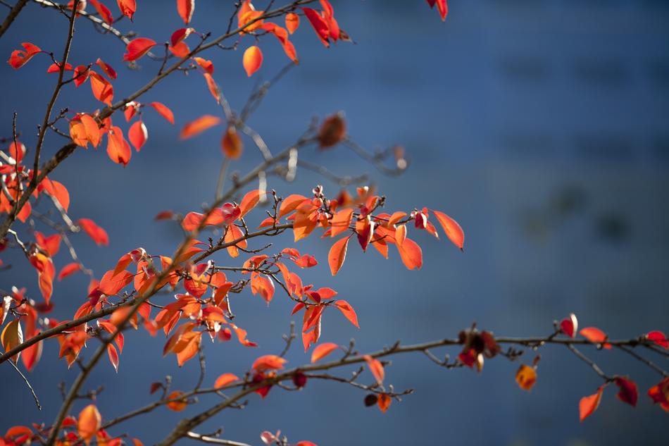Autumn Leaves