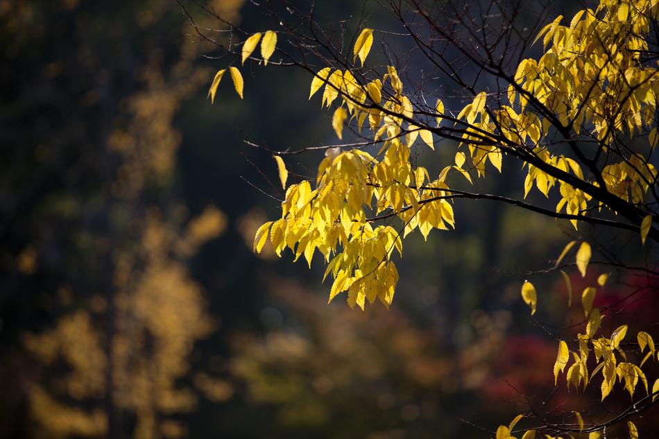 Autumn Leaves