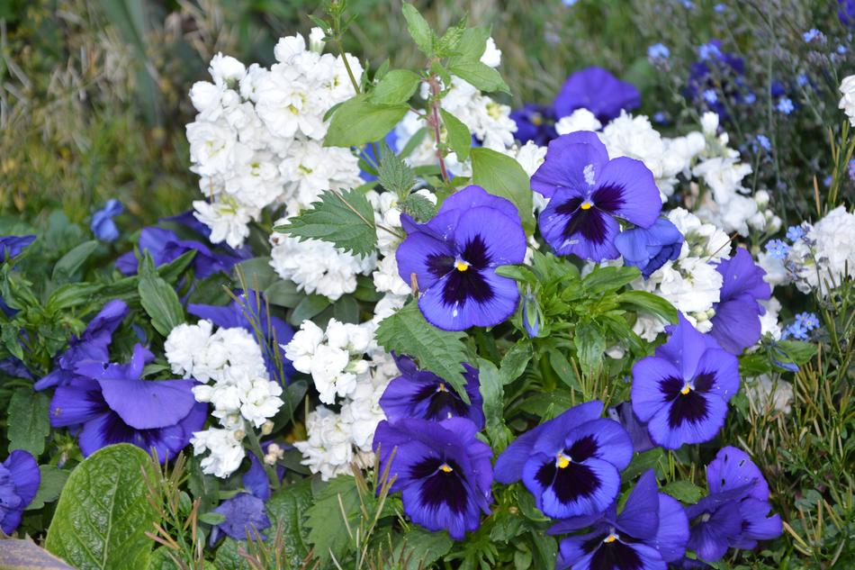 Flowers Thoughts Blue Flower