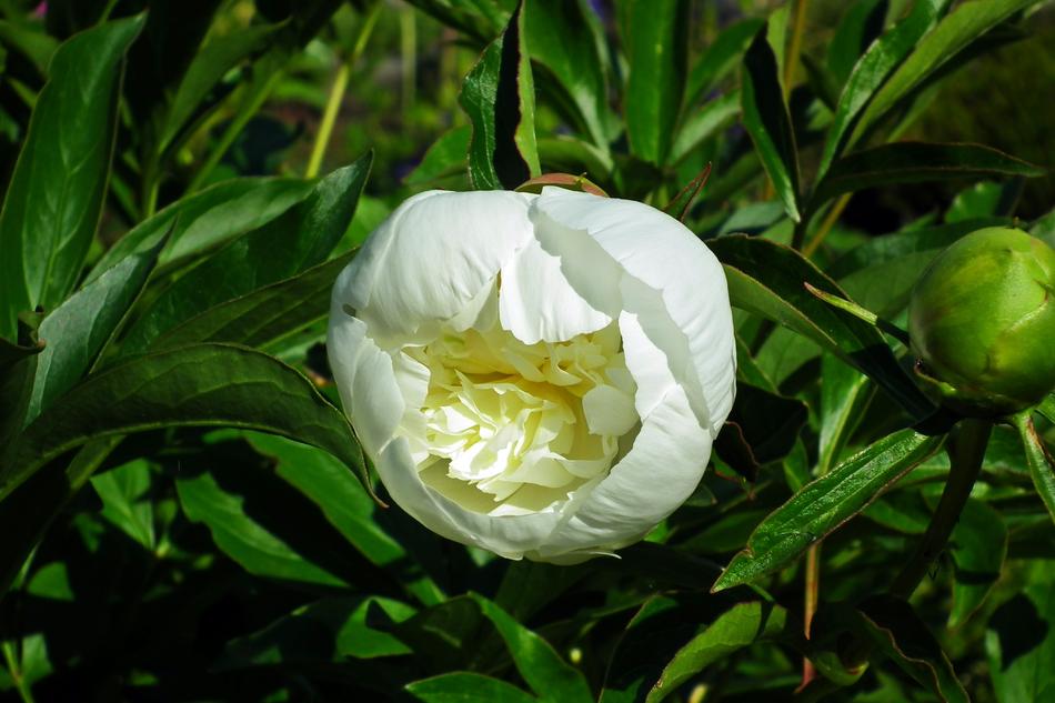 Flower Peony White