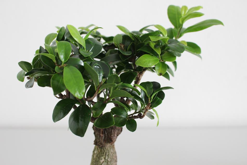 Leaf Plant Growth