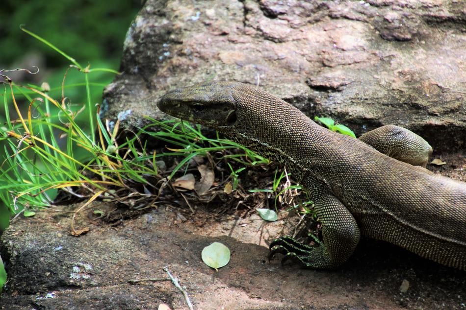 Iguana Sri Lanka Nature