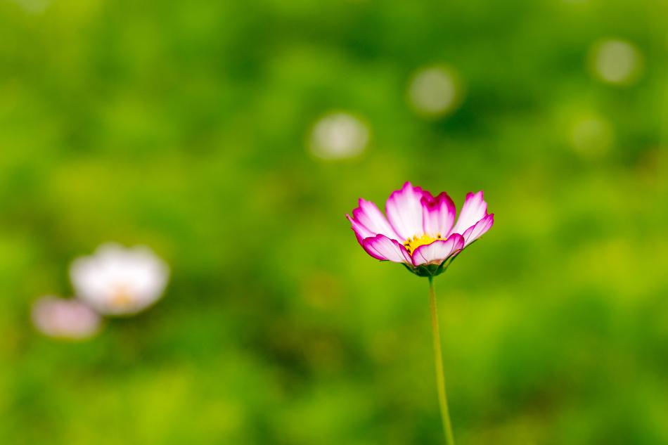 Gesanghua Nature Summer