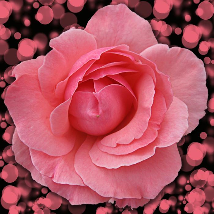 Flower Rosa Petal