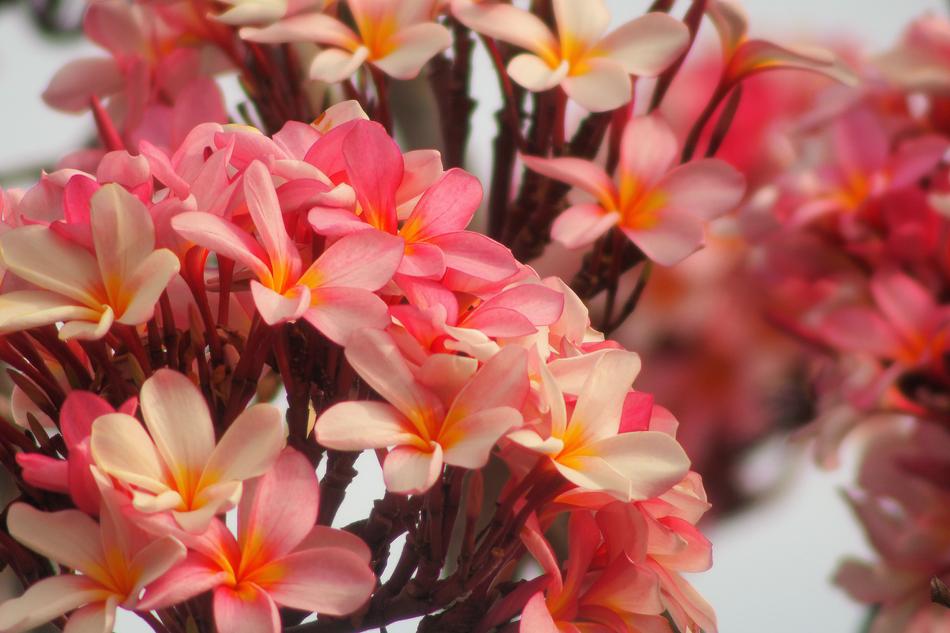 Flower Nature Petal