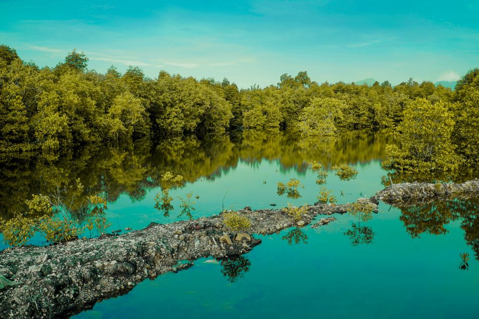 Nature Tree Water